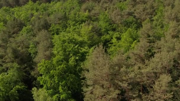 AÉRIAL : Mise en place lente de hauts arbres forestiers verts riches en Allemagne Bois européens dans une belle couleur verte 