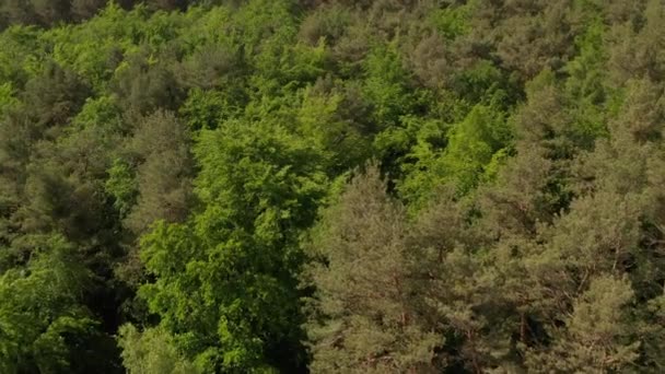 AERIAL: Slow Establishing Shot of Rich Green Forest Tree Tops in Germany Maderas europeas en hermoso color verde — Vídeos de Stock