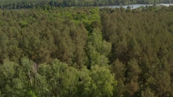 AERIAL: Vuelo lento sobre ricas copas de árboles del bosque verde en Alemania Bosques europeos en hermosos tonos de color verde — Vídeo de stock