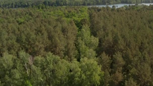 AERIAL: Slow Flight over Rich Green Forest Tree Tops στη Γερμανία European Woods in Beautiful Green Color Tones — Αρχείο Βίντεο