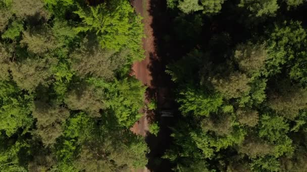 AERIAL: Slow Overhead Top Down drönare skott av smutsspår i Rich Green Forest i Tyskland Europeiska skogar i vackra gröna färg ton — Stockvideo