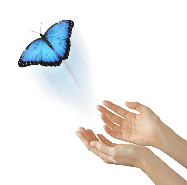 Butterfly Metaphor for SOUL RELEASE