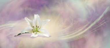 Güzel Beyaz Zambak Akan Arkaplan - beyaz zambak bekareti, iffeti ve erdemi simgeler, işte burada soluk şeftali rengi, mor, gri bir arka planda izole edilmiş yalnız bir kafa.