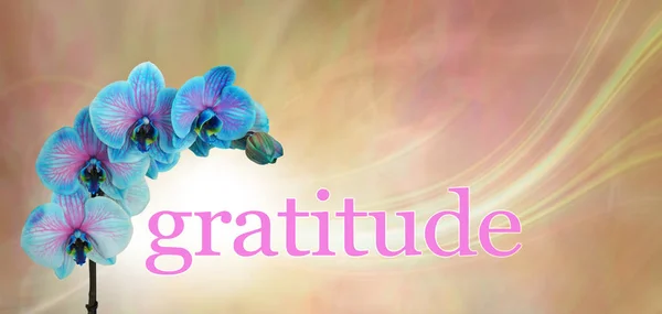 Banner Azul Del Mensaje Gratitud Floral Orquídea Cabezas Azules Rosadas —  Fotos de Stock