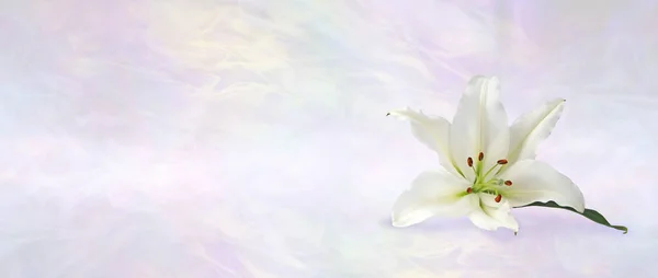 Funeral Wake Order of Service Lily Banner Background - white lily head against a subtle angelic ethereal gaseous pastel coloured background with copy space