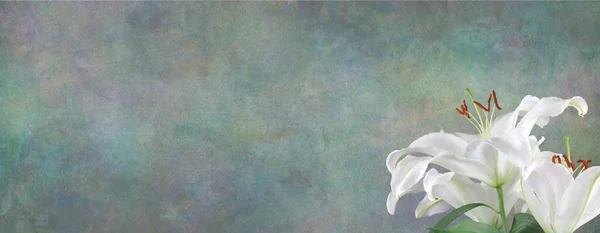 Funeral Wake Order Service Lily Hintergrund Weißer Lilienkopf Der Unteren — Stockfoto