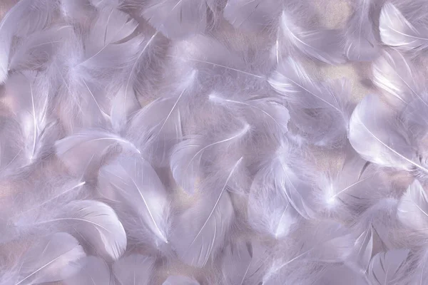 Angelic Lilac Shimmering Silk Fundo Penas Fofas Aleatoriamente Espalhados Penas — Fotografia de Stock