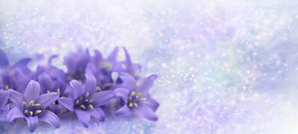 Hermoso Banner Delicado Mensaje Brillo Flor Púrpura Pastel Pequeñas Cabezas —  Fotos de Stock