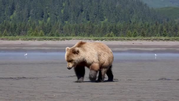 灰熊在阿拉斯加的海滩上挖蛤蟆 — 图库视频影像