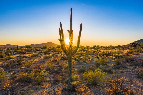 Puesta Sol Detrás Cactus Arizona —  Fotos de Stock