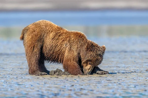 Mladé Medvídě Grizzly Kopající Škeble Pláži — Stock fotografie