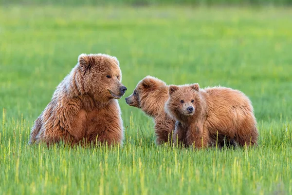 Mère Grizzli Avec Ses Deux Petits Ours Dans Champ Herbe — Photo