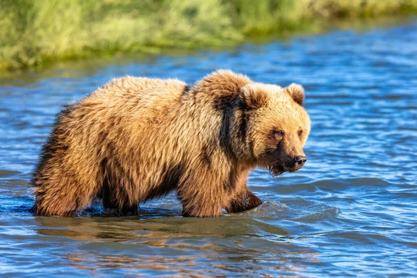 Urso Pardo Caminhar Através Rio Alasca — Fotografia de Stock