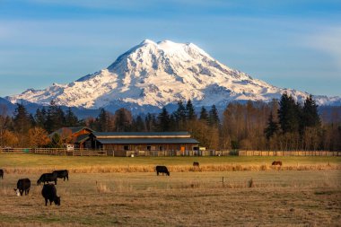 Cowing feeding on a field with mt rainier in the background clipart