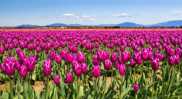 Panoramic View Large Field Purple Tulips — Stock Photo, Image