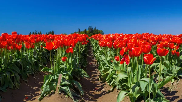 Panoramiczny Widok Duże Pole Czerwonych Tulipanów — Zdjęcie stockowe