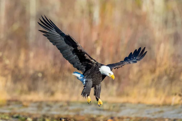 Bald eagle coming in for a landing with his wings spread