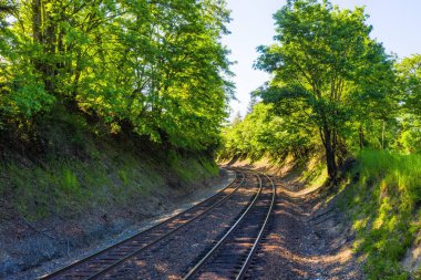 Güneşli bir günde Pasifik 'in kuzeybatısındaki ağaçların arasından geçen demiryolu rayları.