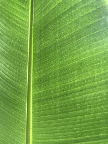 Muz Yaprağı Yeşil Arkaplan — Stok fotoğraf