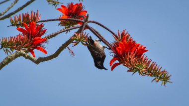Bulbullar orta büyüklükteki ötücü kuşlardan oluşan Pycnonotidae familyasından bir ailedir. Bulbul Kuşu bahar mevsiminde bal içer.