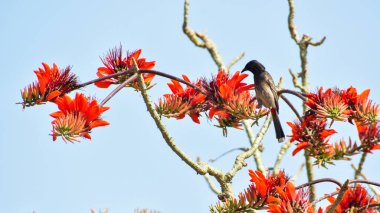 Bulbullar orta büyüklükteki ötücü kuşlardan oluşan Pycnonotidae familyasından bir ailedir. Bulbul Kuşu bahar mevsiminde bal içer.