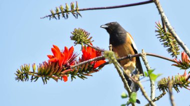 Güzel Rufous ağaç kuşu bahar mevsiminde çiçekten bal içiyor..