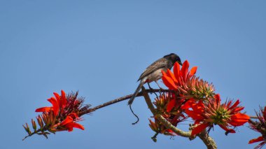 Bulbullar orta büyüklükteki ötücü kuşlardan oluşan Pycnonotidae familyasından bir ailedir. Bulbul Kuşu bahar mevsiminde bal içer.