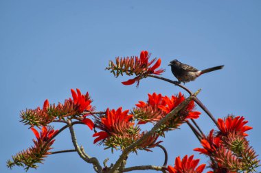 Bulbullar orta büyüklükteki ötücü kuşlardan oluşan Pycnonotidae familyasından bir ailedir. Bulbul Kuşu bahar mevsiminde bal içer.