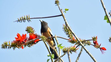 Güzel Rufous ağaç kuşu bahar mevsiminde çiçekten bal içiyor..