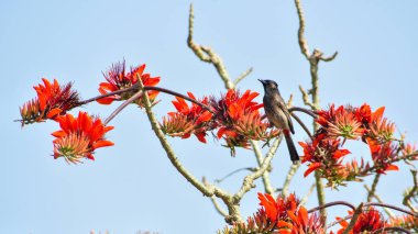 Bulbullar orta büyüklükteki ötücü kuşlardan oluşan Pycnonotidae familyasından bir ailedir. Birçok orman türü yeşil soğan, kahverengi soğan, yaprak sevgisi ya da kıltaşı olarak bilinir..