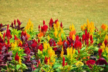 Bahar çiçekleri ve bahar mevsiminde açan çiçek türlerini keşfetmek. En yaygın renk pembedir, ama aynı zamanda kırmızı ve beyaz da olabilir.