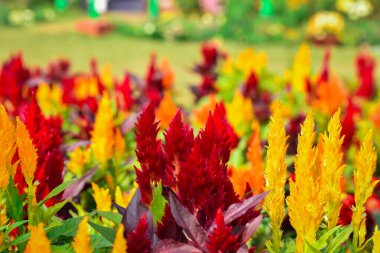 Bahar çiçekleri ve bahar mevsiminde açan çiçek türlerini keşfetmek. En yaygın renk pembedir, ama aynı zamanda kırmızı ve beyaz da olabilir.