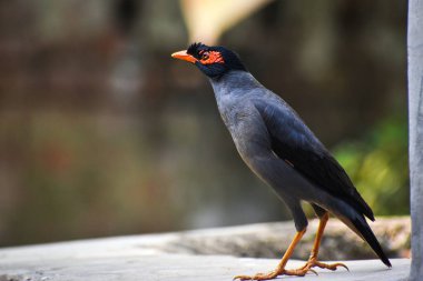 Myna ya da Hint Myna, Sturnidae familyasından Asya 'ya özgü bir efsanedir..