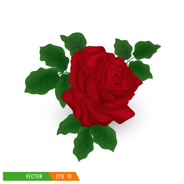 Belle Rose Rouge Avec Des Feuilles Isolées Sur Fond Blanc — Image vectorielle