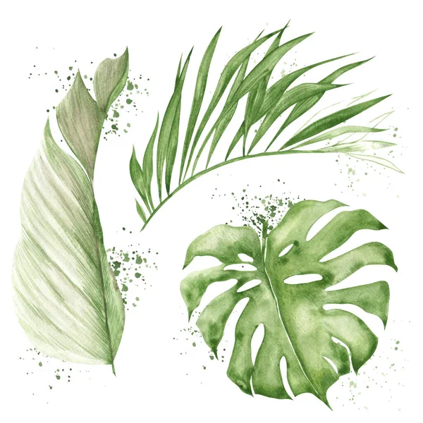 Akvarel Ilustrace Tropickými Listy Ručně Kreslit Květinový Prvek Izolované Bílém — Stock fotografie
