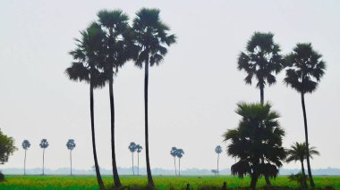 Bihar Çiftliğindeki Hint Hardal Toprakları
