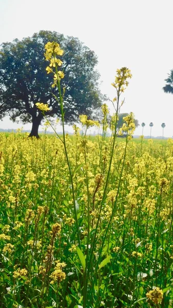 Teren Gorczycy Indyjskiej Bihar Farmer — Zdjęcie stockowe