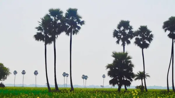 Indisches Senfland Bei Bauern Bihar — Stockfoto