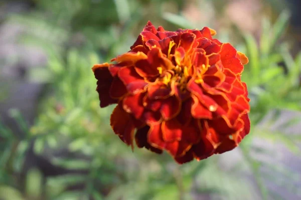 Цветок Red Marigold Photo Taken Ranchi Jharkhand India 2020 — стоковое фото