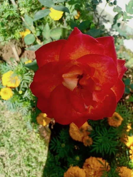 Czerwona Róża Zdjęcie Zrobione Ranchi Jharkhand Indie 2020 — Zdjęcie stockowe