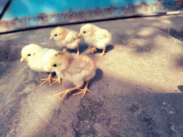 Fotografía Gallinas Pollitos Vishal Singh India — Foto de Stock