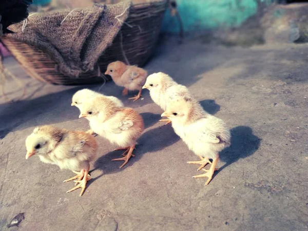 Hen Chicks Photography Vishal Singh India — 图库照片