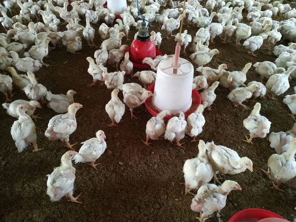 Снимки Цыплят Бройлеров Фото Сделано Индии Вишалом Сингхом — стоковое фото