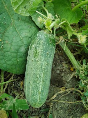 Çiçekli salatalık, bihar Hindistan 'da tarım.