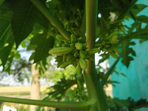 Papaya Flower Imagens Stock Photos Foto Tirada Índia Por Vishal — Fotografia de Stock