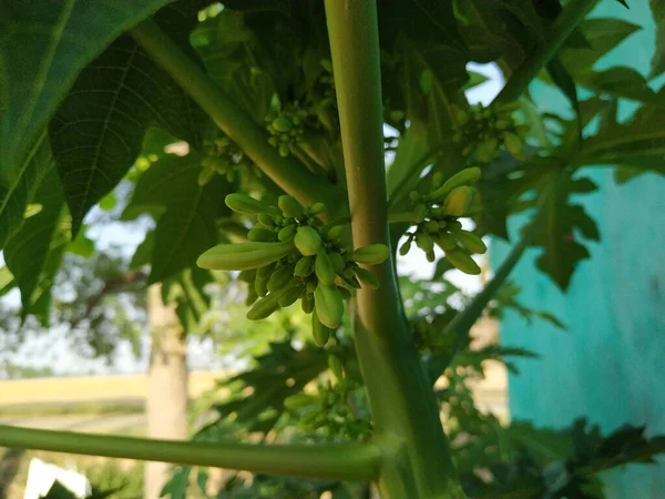 Flor Papaya Imágenes Stock Photos Foto Tomada India Por Vishal —  Fotos de Stock