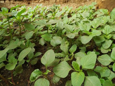 Çalılık Bahçesi ıspanak stoku fotoğrafları. Bu fotoğraf Vishal Singh tarafından çekildi.