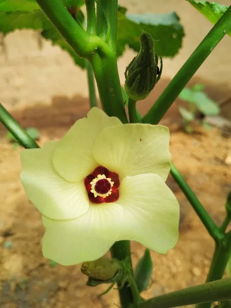 Okra Ladies Finger Flower Archivfoto Dieses Foto Wurde Von Vishal — Stockfoto