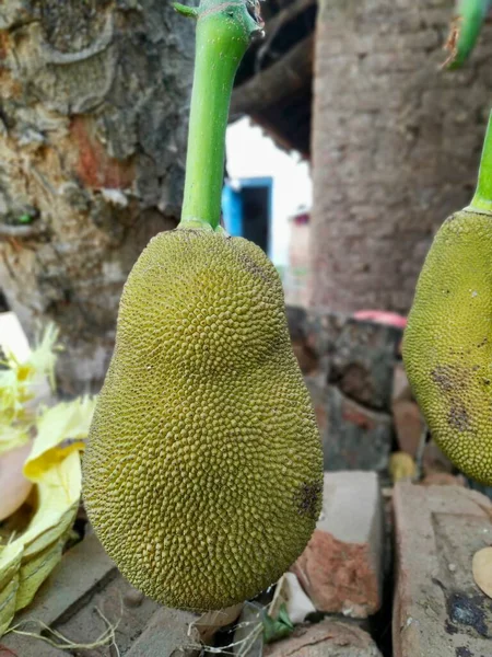 Jack Fruit Indian Stock Foto Deze Foto Gemaakt Door Vishal — Stockfoto