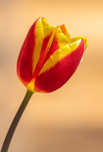 Tulip Kuning Merah Tunggal Diisolasi Latar Belakang Krem — Stok Foto